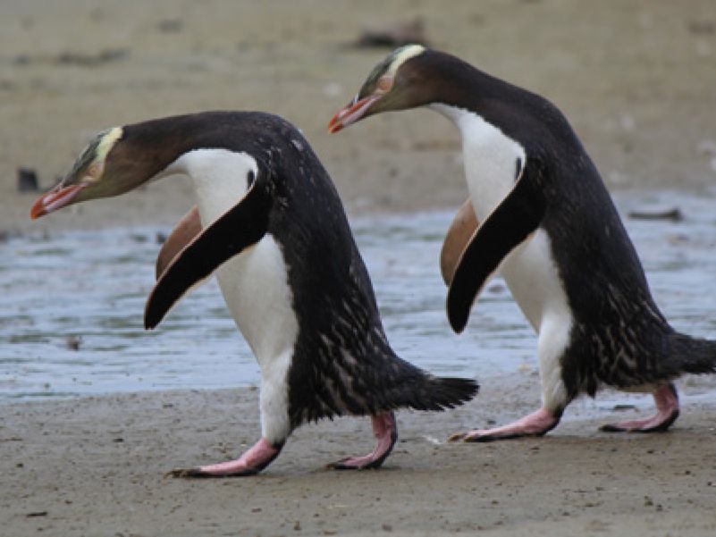 Yellow-eyed penguins